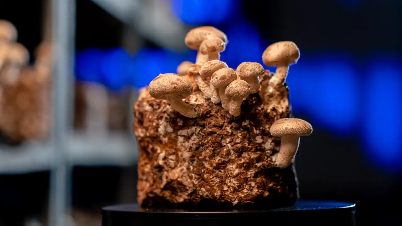 Preserving Magic Mushrooms: Understanding Their Shelf Life and Proper Storage